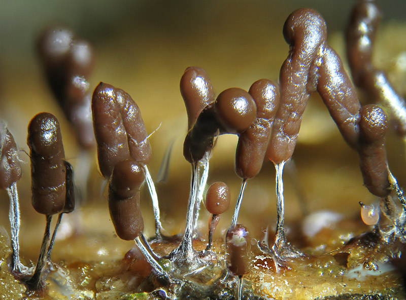 Stemonitopsis typhina